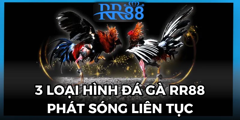 Đá gà RR88