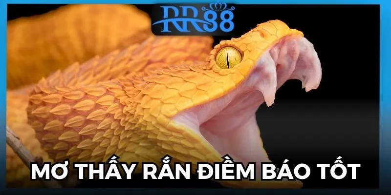 mơ thấy rắn điềm báo gì