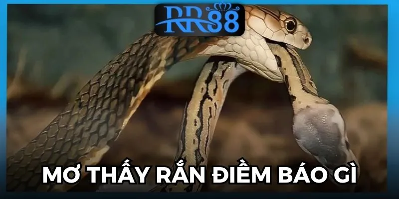 Mơ Thấy Rắn Là Điềm Gì